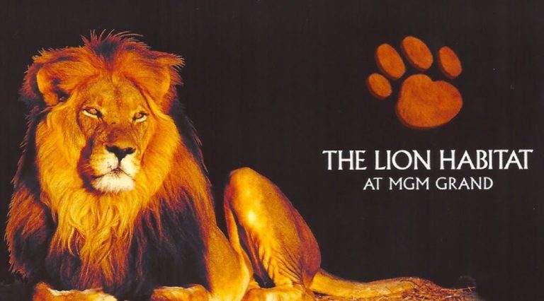 Bentley the Lion, Former MGM Grand Inhabitant, Dead at 15 Years Old – uBetMobile.com