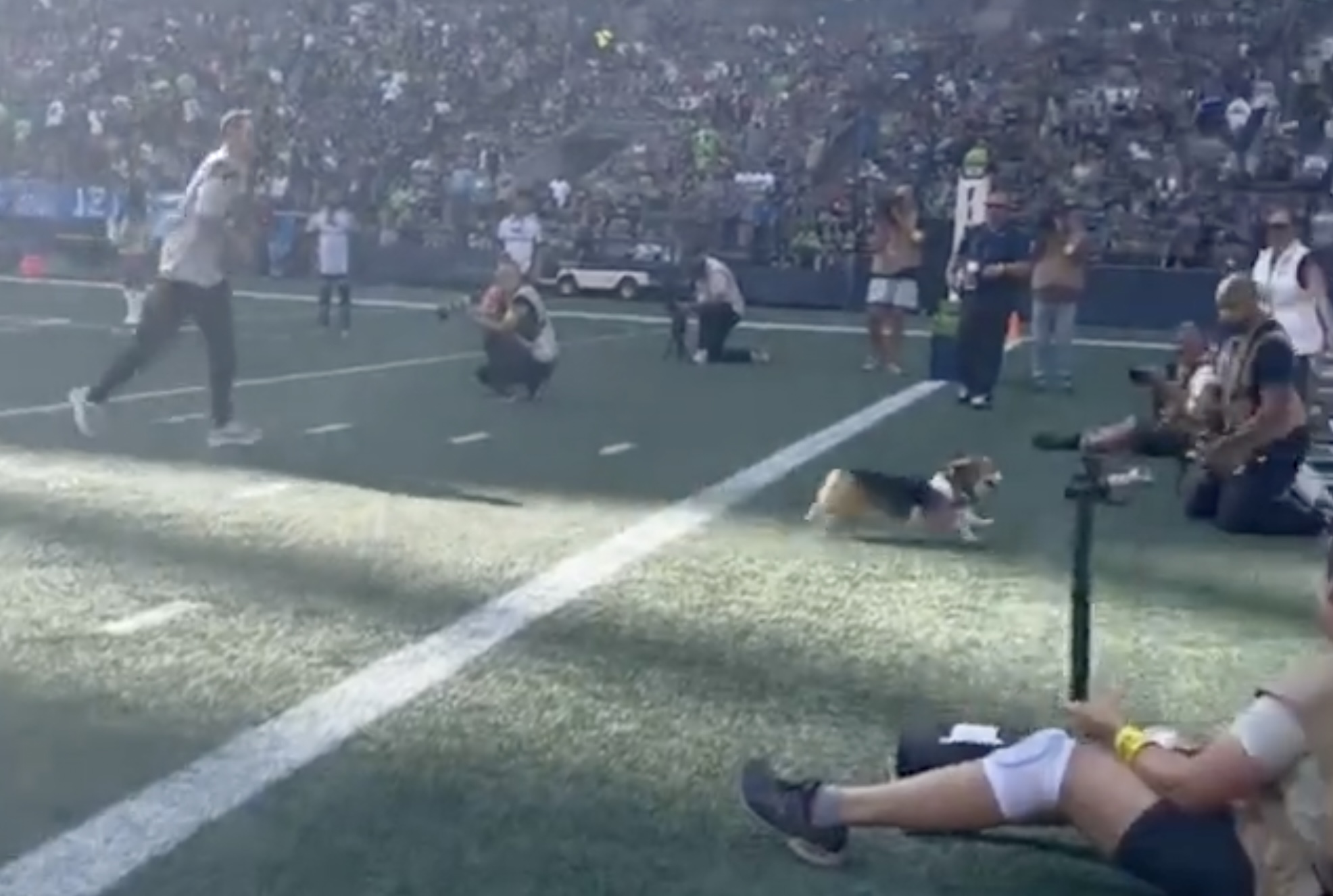 , Corgi Race Goes Awry At Seahawks Video game – OutKick &#8211; uBetMobile.com