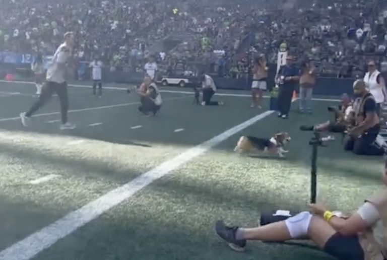 Corgi Race Goes Awry At Seahawks Video game – OutKick – uBetMobile.com