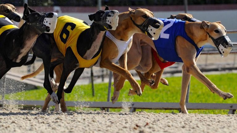 “Greyhound Grave” Near Irish Racecourse Has Opponents Demanding Change – uBetMobile.com