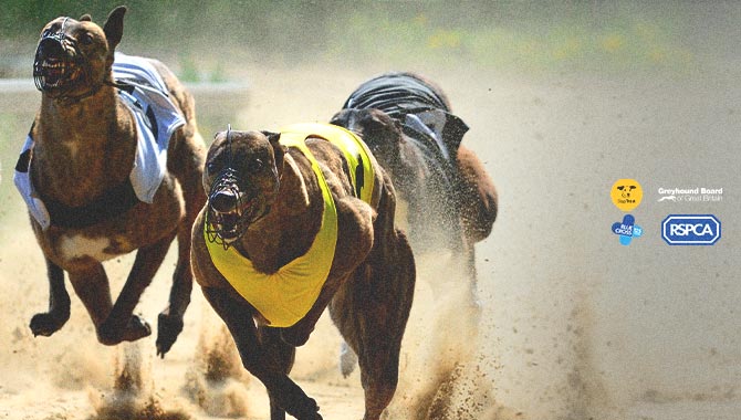 , RSPCA, Dogs Trust and Blue Cross call for a ban on greyhound racing &#8211; uBetMobile.com