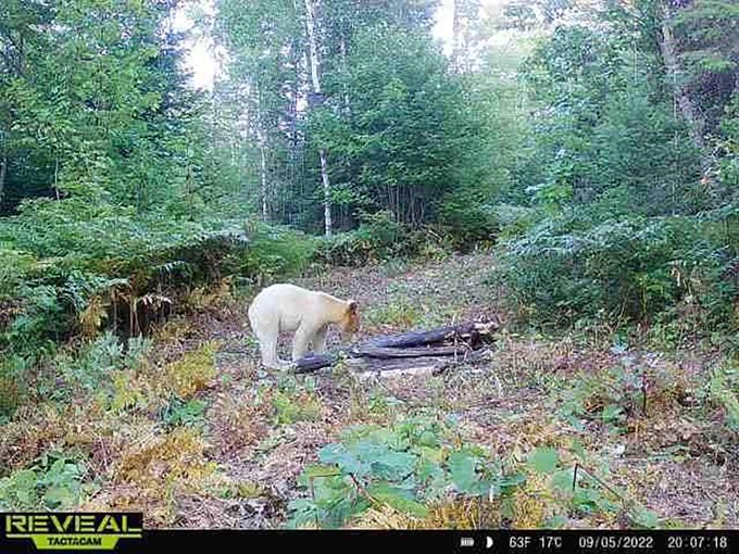 , Unusual White Black Bear Spotted On Michigan Path Cam – OutKick &#8211; uBetMobile.com