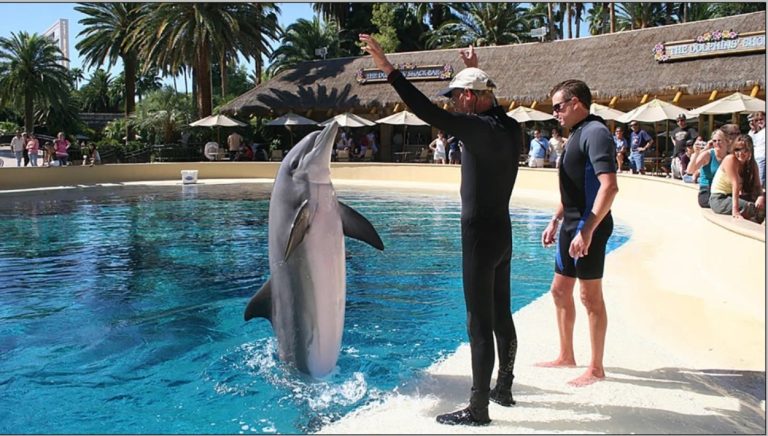 Second Dolphin in 5 Months Dies at Mirage Las Vegas – uBetMobile.com