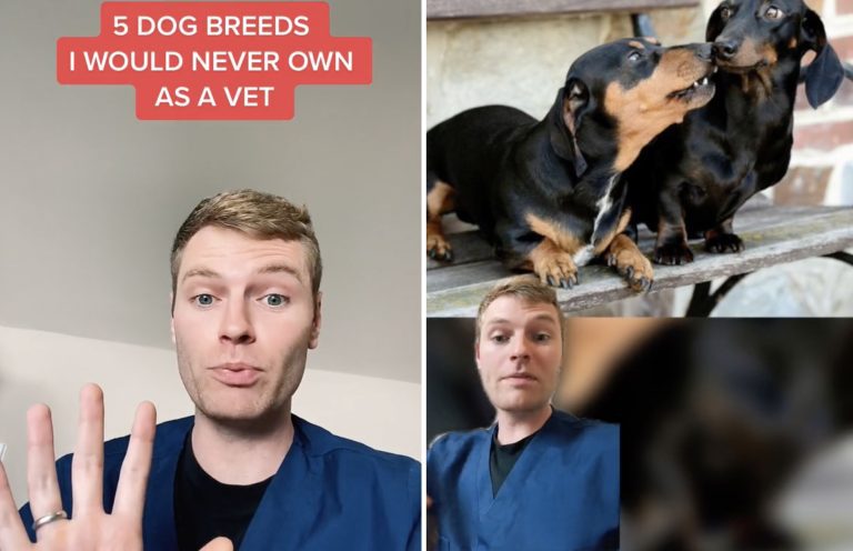 TikTok Veterinarian Goes Viral With List Of Dog Breeds He Wouldn’t Own – OutKick – uBetMobile.com