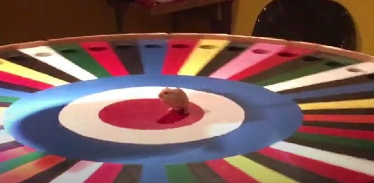 ‘Rat Roulette’ Game at Alaska State Fair Sparks Social Media Horror – uBetMobile.com