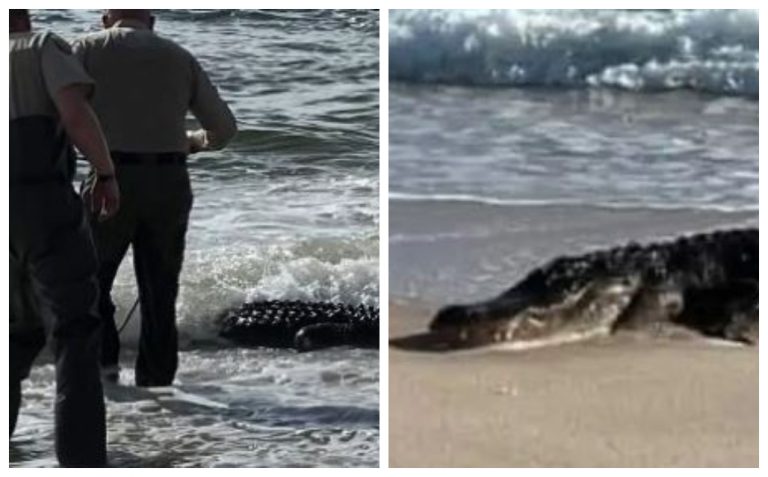 10-Foot Alligator Soaked Up Some Sunshine On A Florida Seashore – OutKick – uBetMobile.com