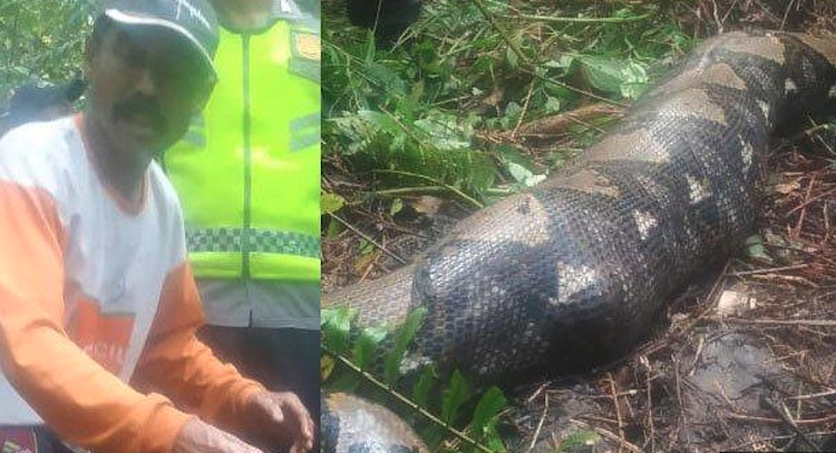 , 22-Foot Python Swallows Grandmother In Indonesian Jungle – OutKick &#8211; uBetMobile.com