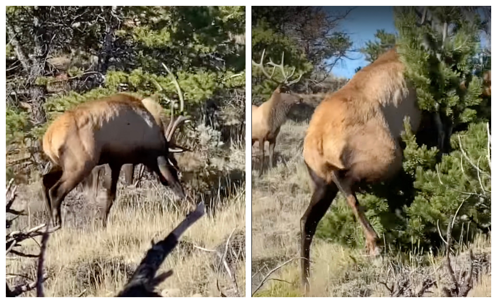 , Crazy Video clip Displays Elk Battling – OutKick &#8211; uBetMobile.com