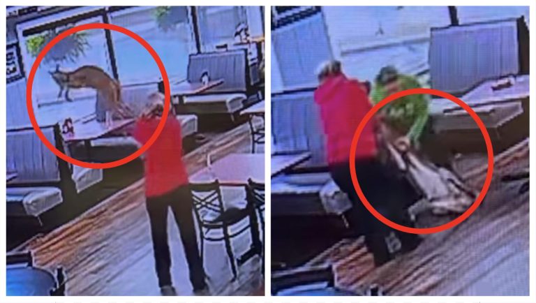 Deer Gets Inside of A Cafe, Causes Absolute Chaos – OutKick – uBetMobile.com