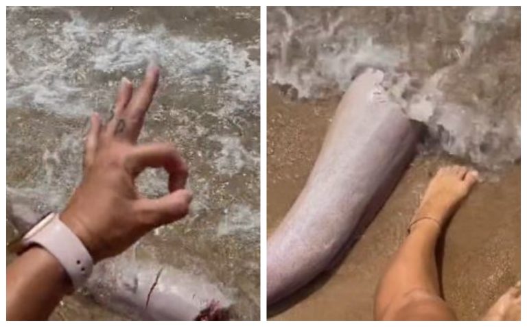 Female Finds A Whale Penis Washed Up On An Australian Beach – uBetMobile.com