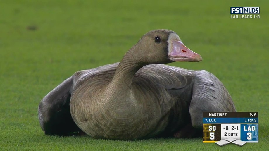 , Goose Is On The Loose At Dodger Stadium! – OutKick &#8211; uBetMobile.com