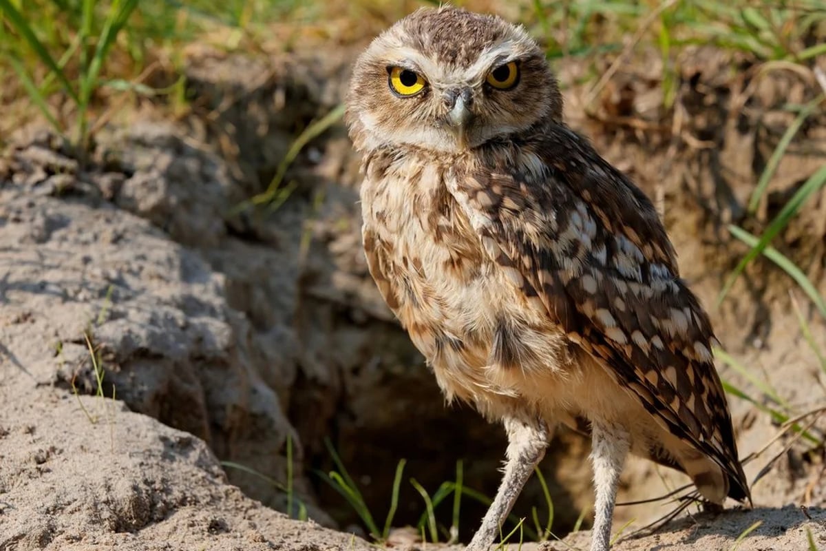 , Harrah&#8217;s Pompano Beach Wants to Pay Fee Instead of Relocating Owls &#8211; uBetMobile.com