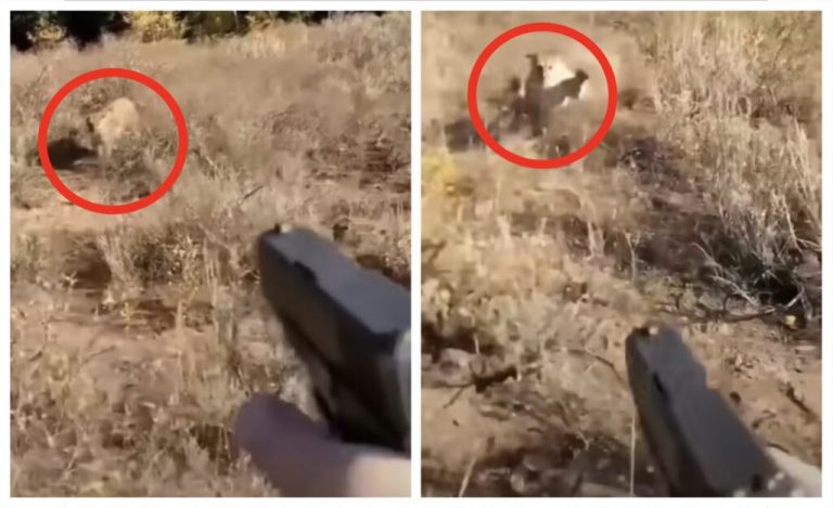 Man Fires A Handgun At A Mountain Lion Stalking Him – OutKick – uBetMobile.com