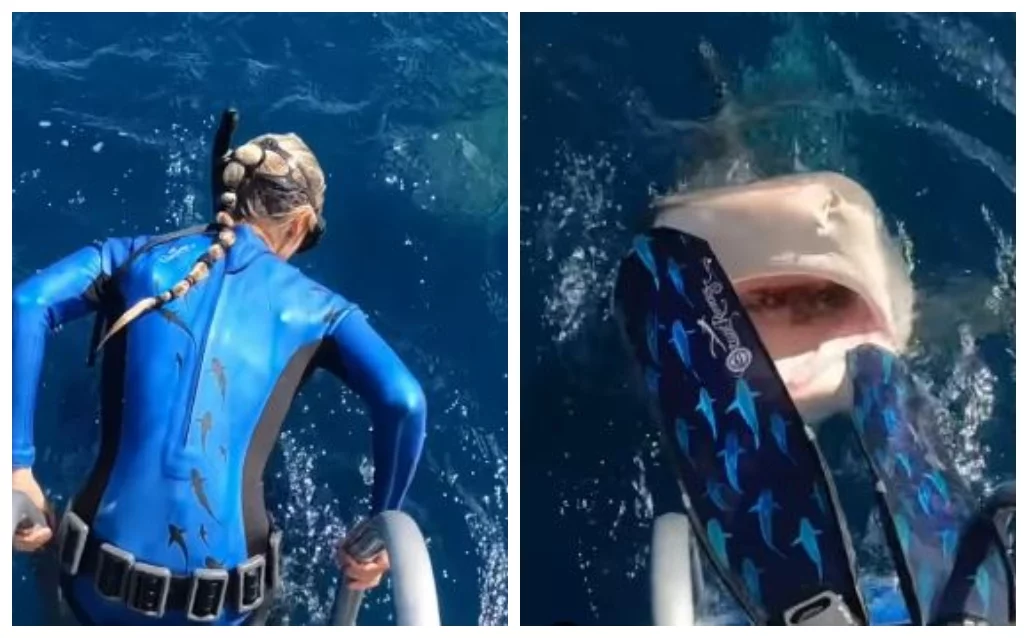 , Maritime Conservationist Ocean Ramsey Pretty much Dives Into A Shark&#8217;s Mouth &#8211; uBetMobile.com