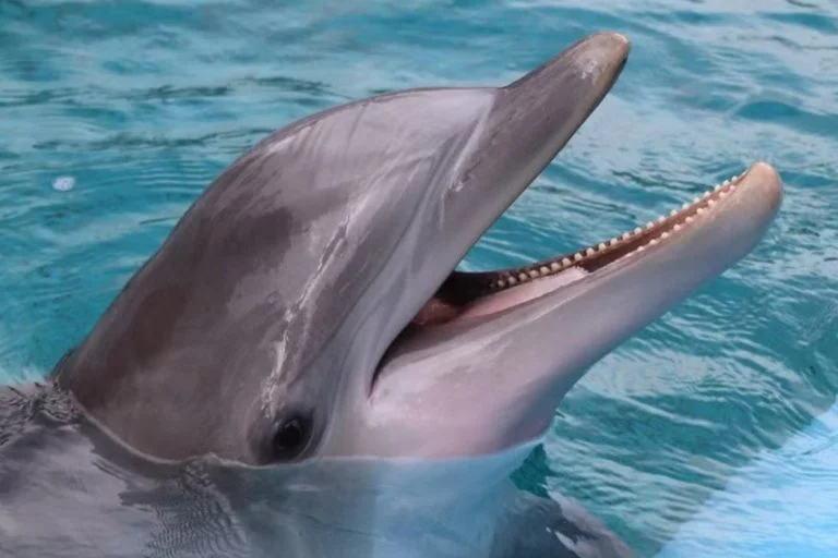 Mirage Dolphin Habitat Permanently Closing – uBetMobile.com