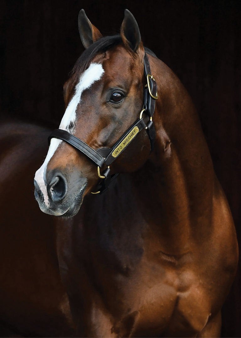 , A dozen sires whose juveniles could shine in 2023 : gambling &#8211; uBetMobile.com