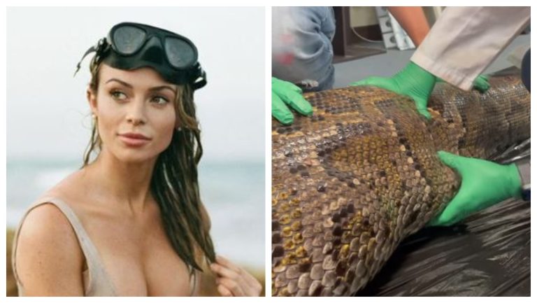 Bikini Model Scientist Rosie Moore Cuts A 5-Foot Alligator Out Of A Burmese Python – Mobile Betting On line – uBetMobile.com