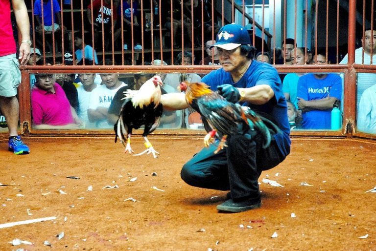 Federal Judge Unruffled by Bid for Cockfighting Carveout in US Territories – uBetMobile.com