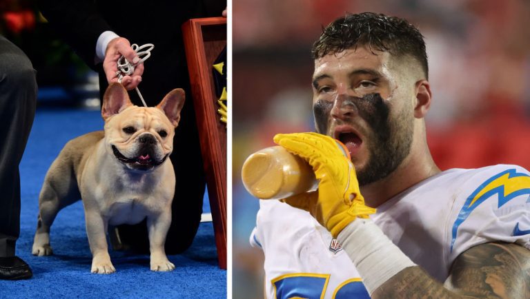 French Bulldog With NFL Ties Wins Best In Demonstrate – Mobile Betting On line – uBetMobile.com