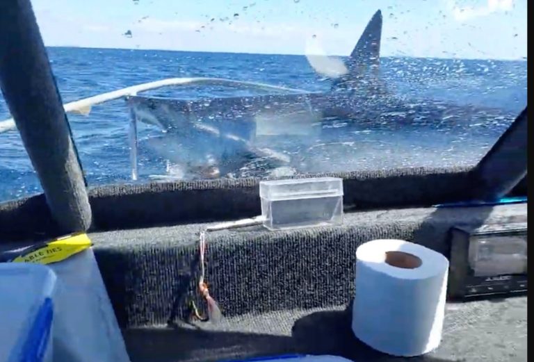 Huge Mako Shark Jumps Onto Boat, Nobody Knows What To Do – uBetMobile.com