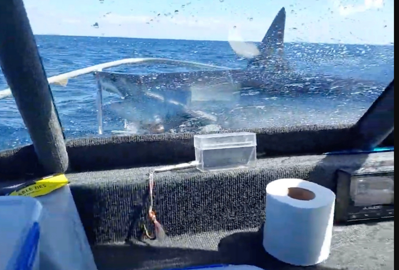 , Huge Mako Shark Jumps Onto Boat, Nobody Knows What To Do &#8211; uBetMobile.com