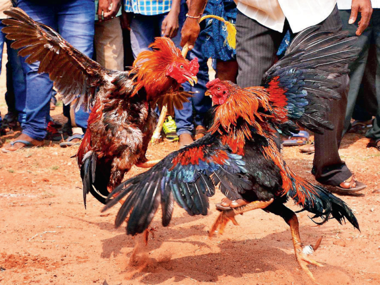 Illegal Cockfighting in Spain Could Land Three in Prison – uBetMobile.com