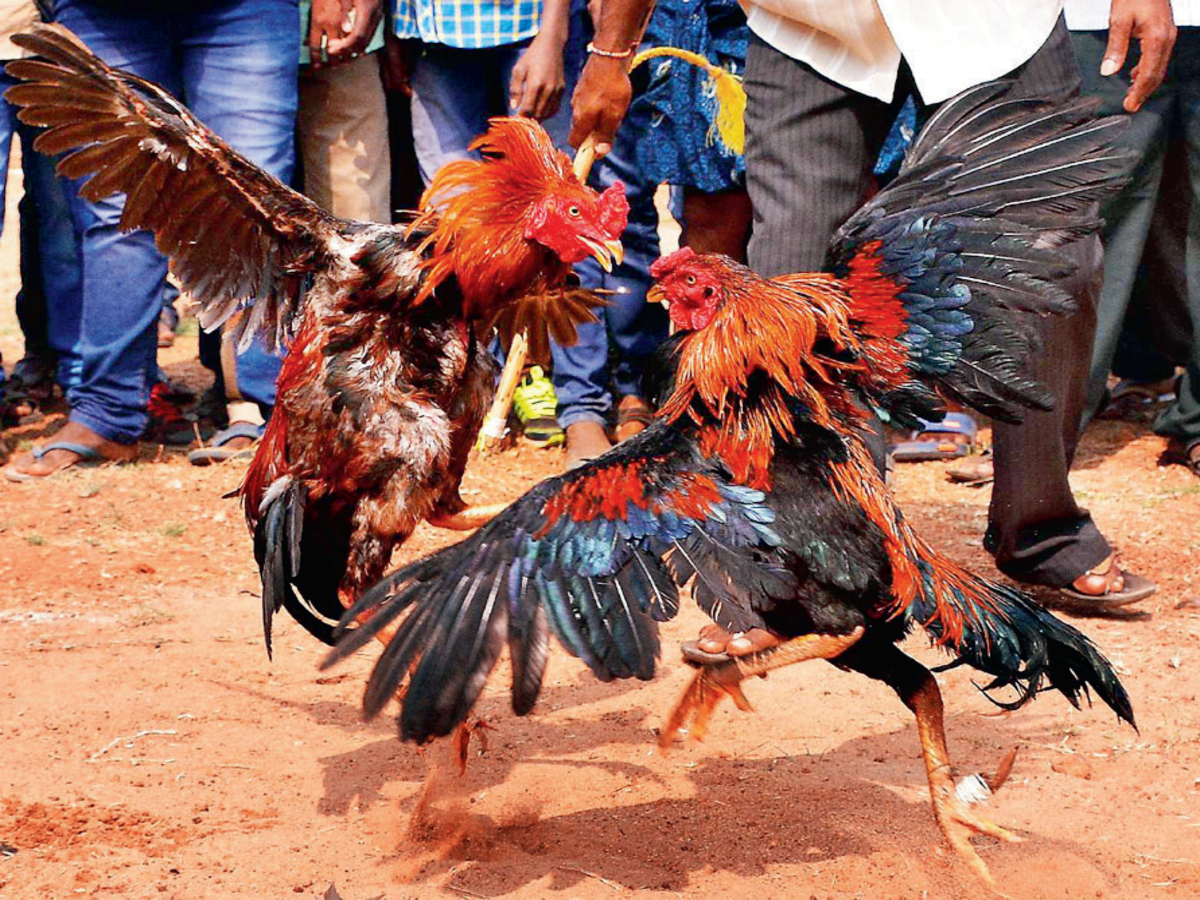 , Illegal Cockfighting in Spain Could Land Three in Prison &#8211; uBetMobile.com