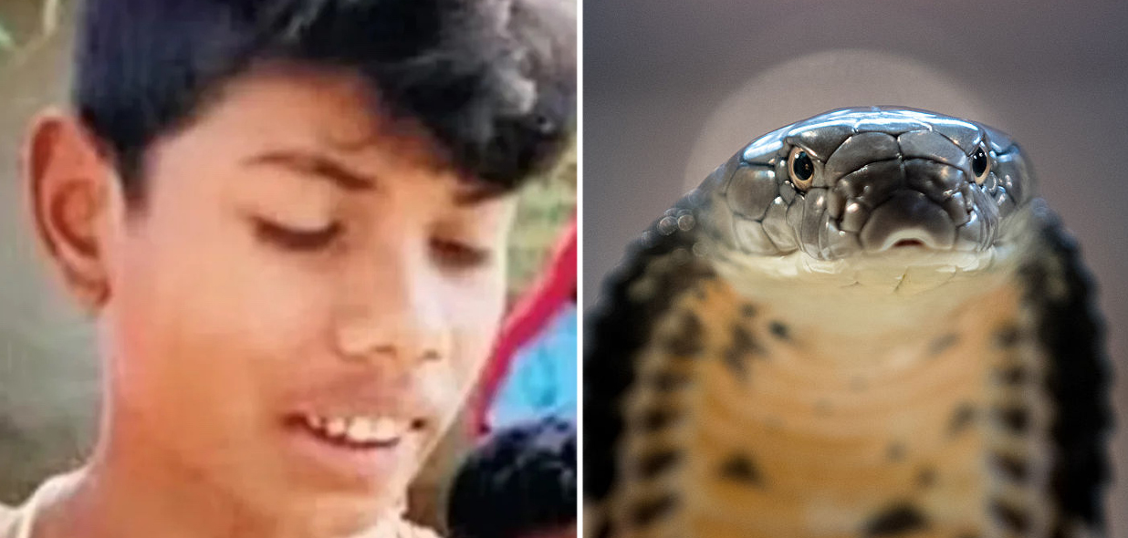 , Indian Boy Bites Back, Kills Cobra – Mobile Betting Online &#8211; uBetMobile.com