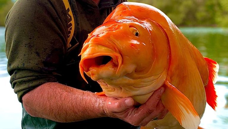 Man Catches 67-Pound Goldfish… You Can Catch Goldfish In The Wild? – uBetMobile.com