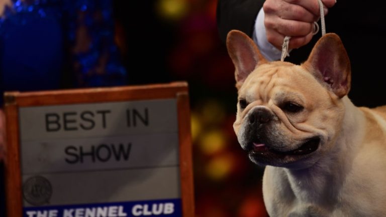 PETA Very Mad About Dog Show Winner, Says They Oppose ‘Speciesism’ – uBetMobile.com