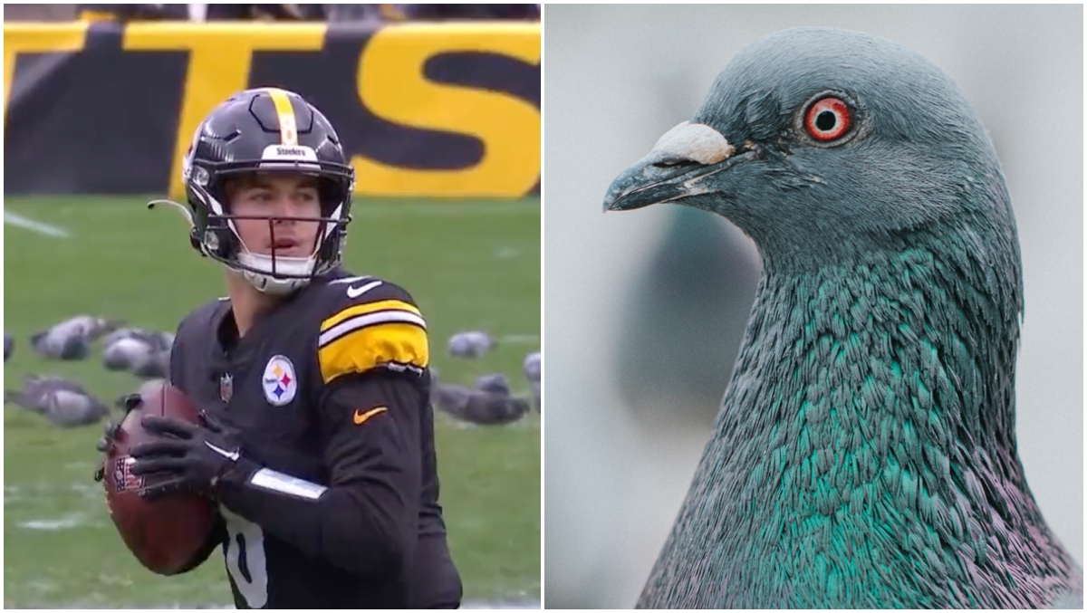 , Pigeons Take Over Field During Steelers-Saints – Mobile Betting Online &#8211; uBetMobile.com