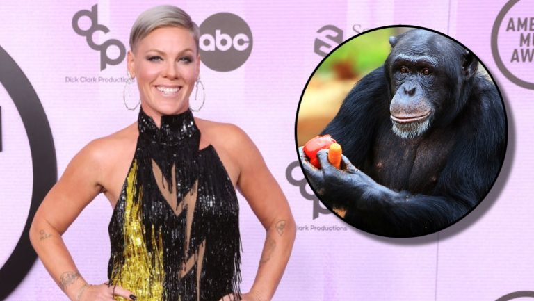 Pink Invested Thousands On Art Painted By Chimpanzees – Mobile Betting On the internet – uBetMobile.com