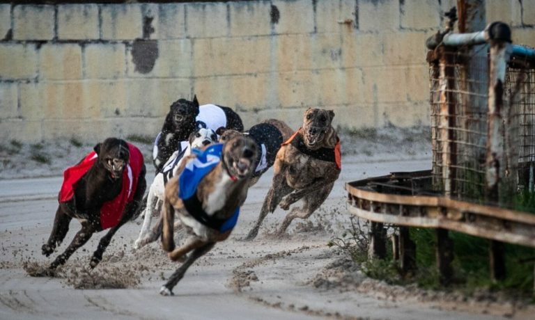 Scotland on Brink of Banning Greyhound Racing – uBetMobile.com