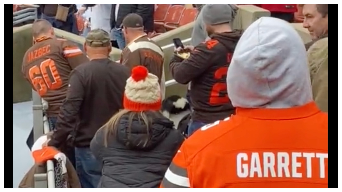 , Skunk On The Loose At Cleveland Browns Game – Mobile Betting Online &#8211; uBetMobile.com