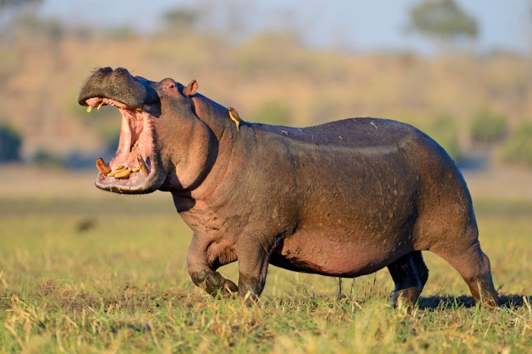 A Hippo Swallowed A 2-Year-Old Youngster Ahead of Spitting Him Back again Up – Mobile Betting On the net – uBetMobile.com