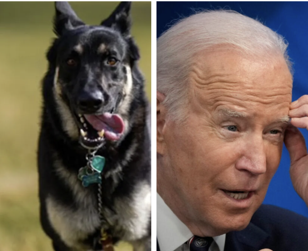 , Biden Reportedly Accused Secret Service Of &#8216;Lying&#8217; About Dog Bites &#8211; uBetMobile.com