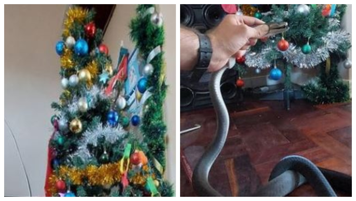 , Lethal Snake Discovered Underneath A Household&#8217;s Christmas Tree – Mobile Betting Online &#8211; uBetMobile.com