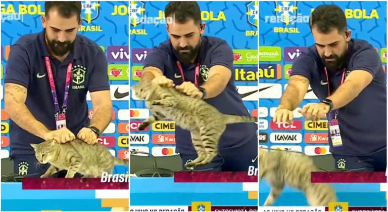 Dude Throws Cat Off Table In the course of Vinicius Jr’s Press Convention: Online video – uBetMobile.com