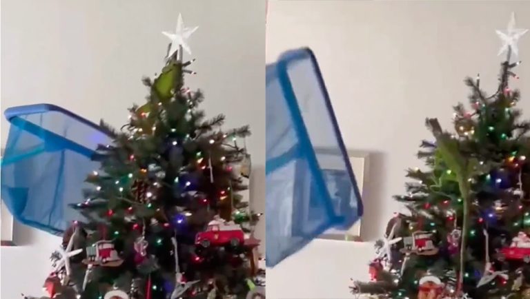 Florida Man Uses Pool Skimmer To Get Iguana Off Of Christmas Tree – uBetMobile.com