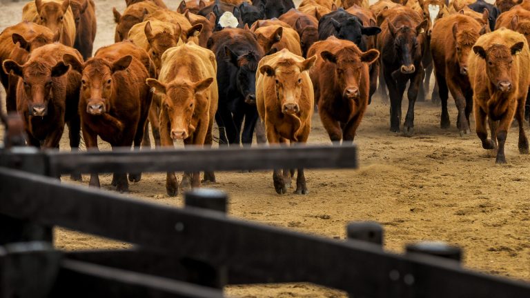 Mystery Creature Slaughters Over 40 Colorado Cows By Biting Their Faces – Mobile Betting Online – uBetMobile.com