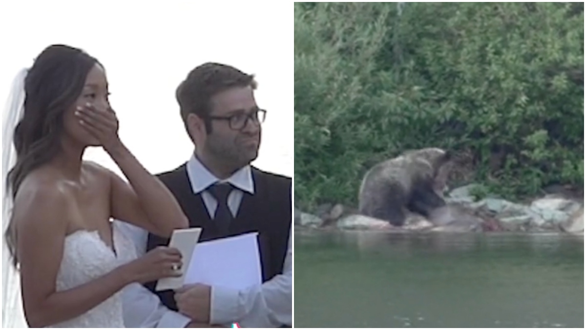 , Out of doors Marriage ceremony Interrupted By A Bear Attacking A Moose &#8211; uBetMobile.com