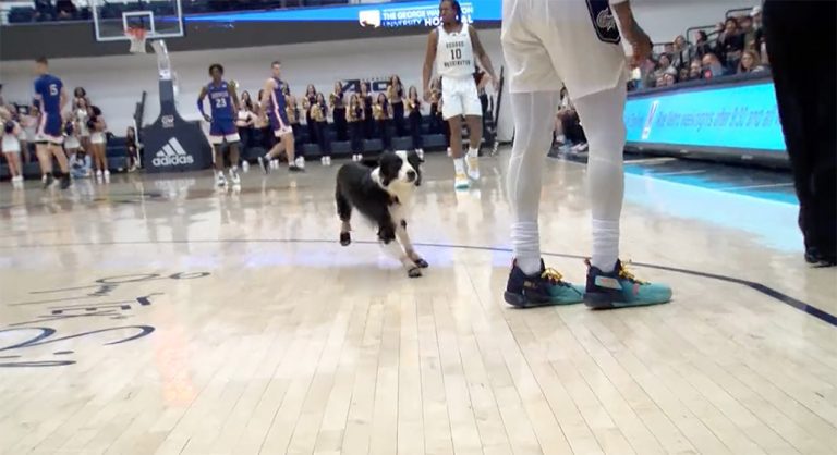 Rogue Doggy Halts School Basketball Recreation, Scares Player 50 % To Demise – uBetMobile.com