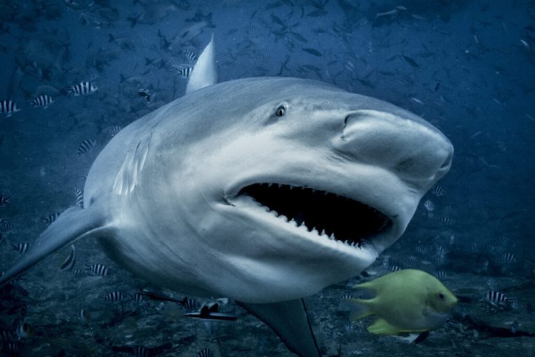 Washington Post Complains ‘Shark Week’ Is Racist In Favor Of White Men – Mobile Betting Online – uBetMobile.com
