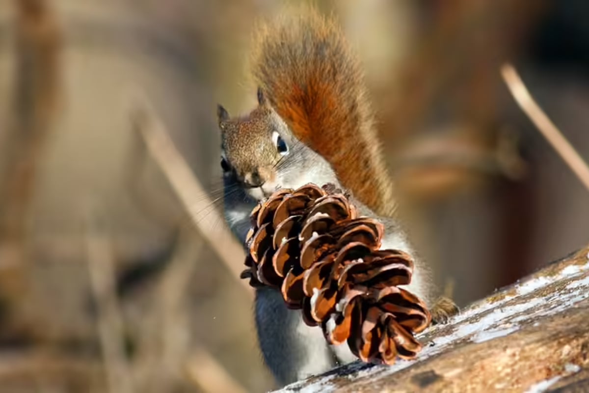 , Squirrels are Amazing Gamblers, University of Michigan Research Discovers &#8211; uBetMobile &#8211; 2023