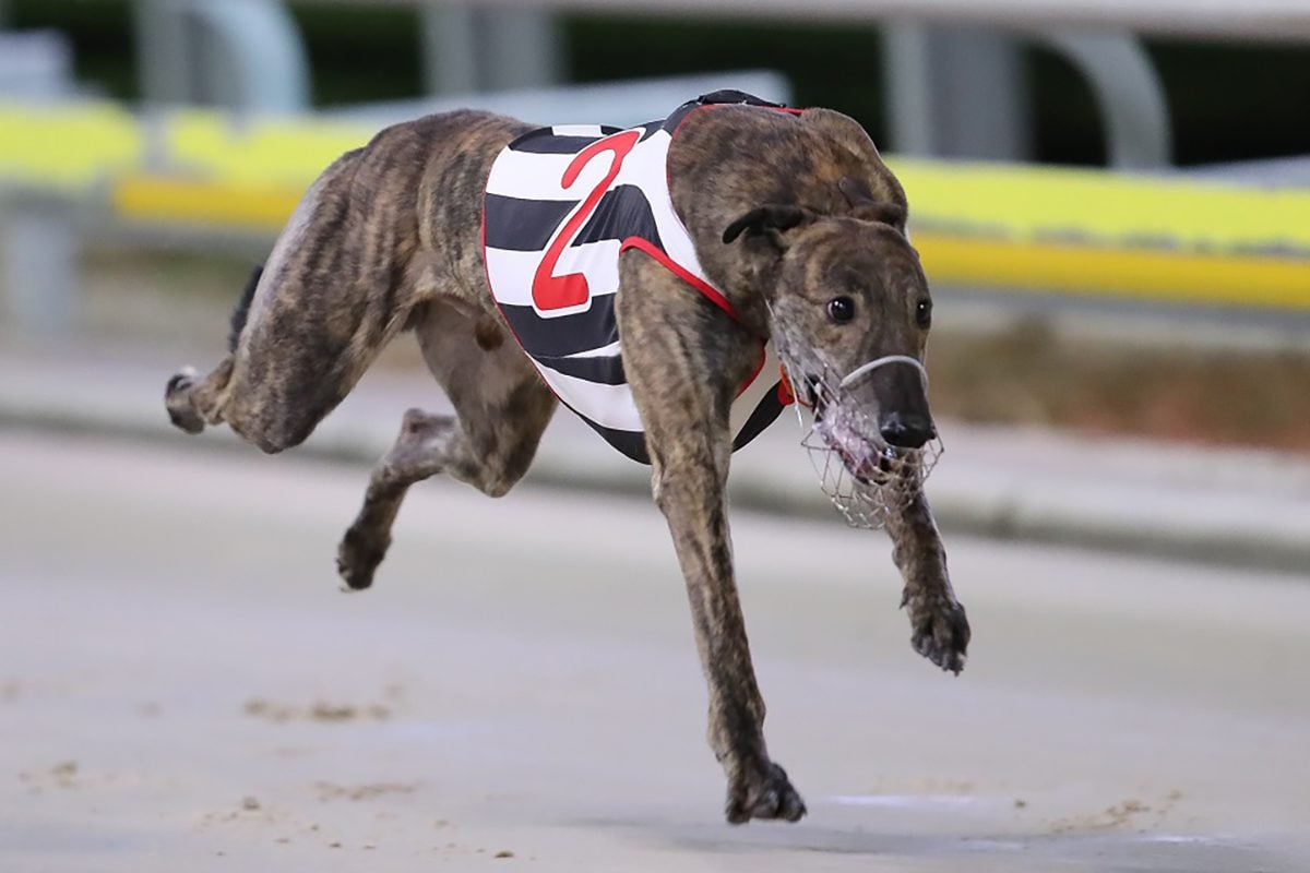 , Top UK Bookmakers To Promote Greyhound Racing Through Premier Greyhound Racing Deal &#8211; uBetMobile &#8211; 2023