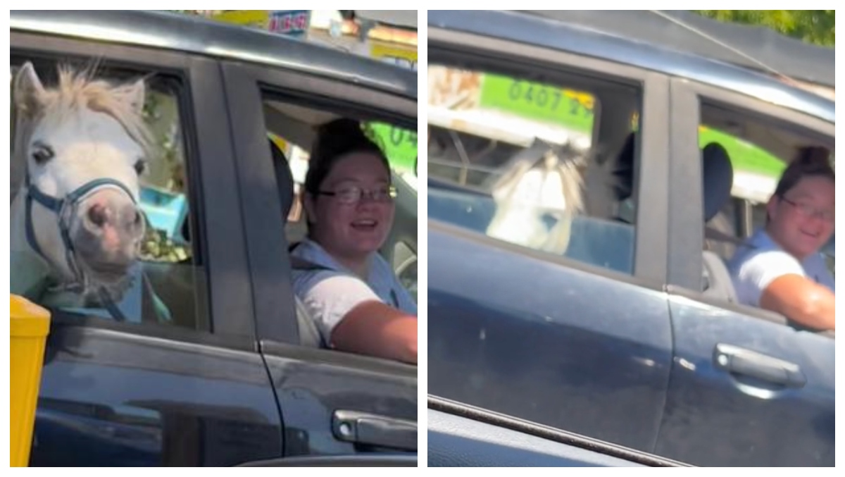 , Purchaser Hits Up A McDonald&#8217;s Travel-Via With A Horse In The Backseat Of Their Motor vehicle – Mobile Betting On the internet &#8211; uBetMobile.com