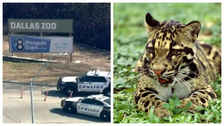 Dallas Zoo Lockdown Due To Escaped Leopard But It’s ‘Non-Dangerous’ – uBetMobile.com