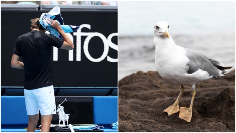 Deadeye Seagull Craps On Alexander Zverev At Australian Open up – uBetMobile.com