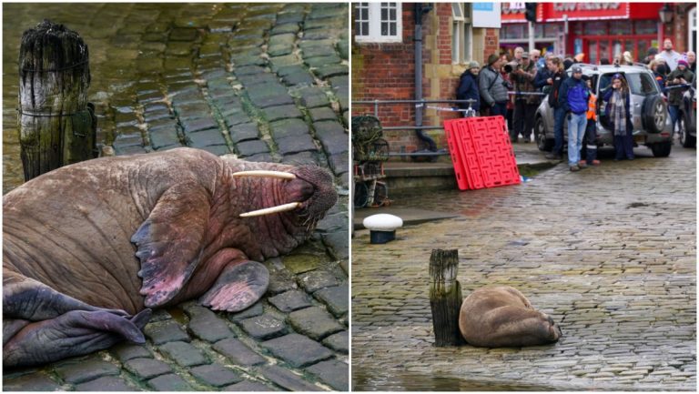 English City Cancels New Year’s Eve Fireworks For Masturbating Walrus – uBetMobile.com