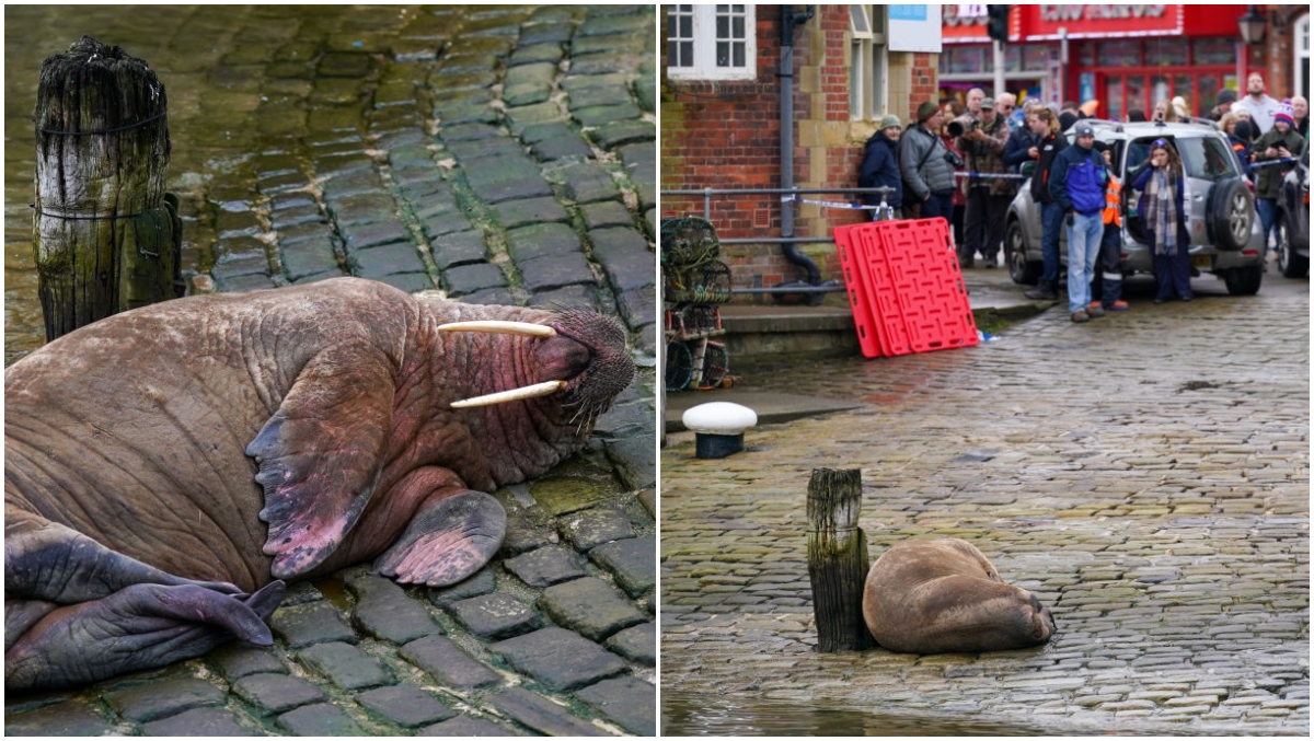 , English City Cancels New Year&#8217;s Eve Fireworks For Masturbating Walrus &#8211; uBetMobile.com